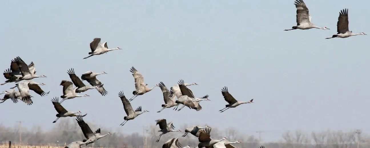 How to Migrate Content to Drupal 8 Using the Migrate Module: No Line of PHP Needed!
