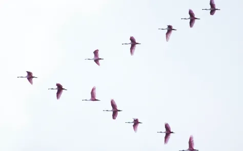 birds flying